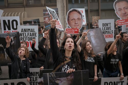 Credit Raffaelle Petralla | Animal Equality