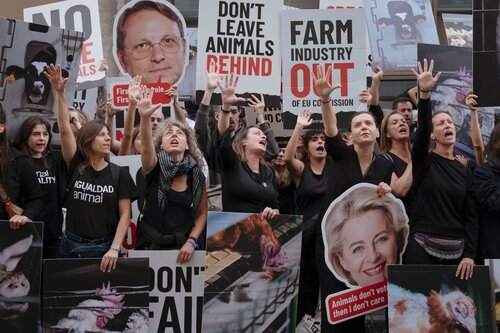 Credit Raffaelle Petralla | Animal Equality